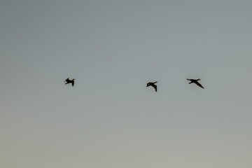 birds flying over the lake