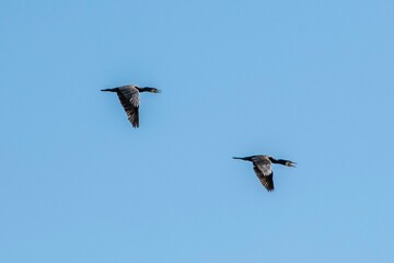 birds flying over the lake