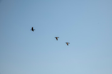 birds flying over the lake