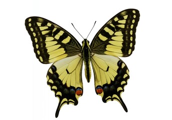 Fototapeta premium Vibrant Yellow and Black Papilio Machaon Butterfly Isolated on White Background, Symmetrical Wingspan View for Scientific Catalog and Creative Design Use