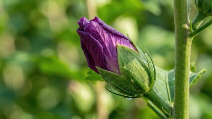 A close-up image of a single purple rose bud attached to a green stem, surrounded by lush green foliage.