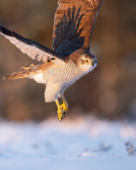 Northern goshawk in flight during winter sunrise