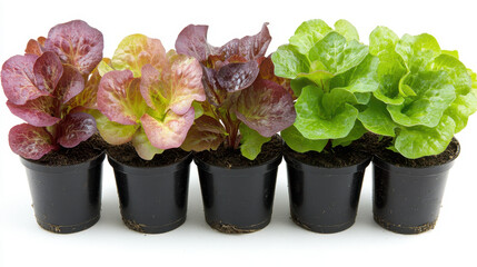 Vibrant Variety of Lettuce Plants in Small Black Pots for Gardening