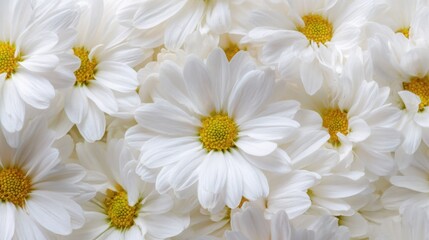Obraz premium Macro floral texture of chamomile petals filling the entire frame, soft white petals with yellow center tones, seamless natural pattern, ultra