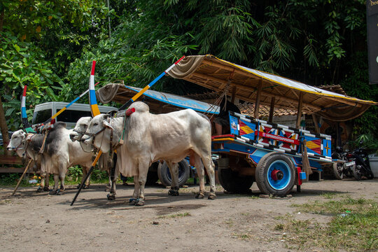 Traditional wooden ox cart decorated with colorful painted horns and roof, pulled by white zebu cattle. Capturing authentic Asian heritage transport, rural culture, traditional folk transport, agricul