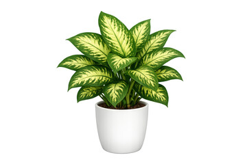 Obraz premium Dieffenbachia plant with large green leaves and yellow markings in a white pot, adding natural indoor decoration