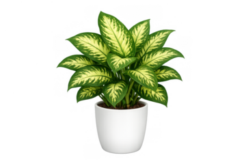 Dieffenbachia plant with large green leaves and yellow markings in a white pot, adding natural indoor decoration