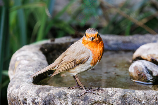 Robin standing by a bird bath