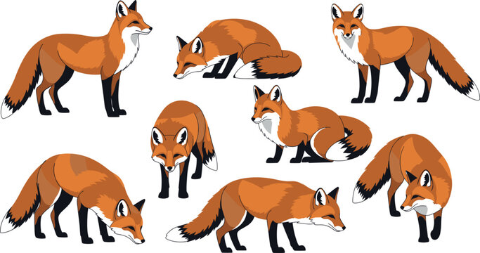 Set of red fox characters, flat vector illustration of woodland mammals in various poses including standing walking sitting and curling up