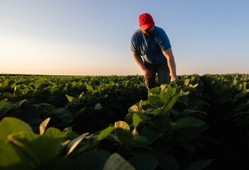 farmer analyzes young leaves the soya beans