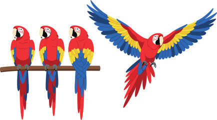 Set of scarlet macaw parrots, flat vector illustration of colorful tropical birds sitting on a branch and flying isolated on white © Firoz