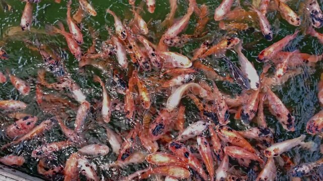 tilapia fish are swimming with their flock in a fish pond