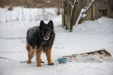 Guard Dog Standing On Chain In Snow