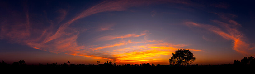 Panorama silhouette tree in africa with sunset.Tree silhouetted against a setting sun.