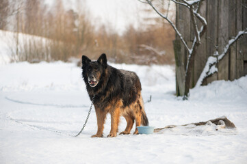 Naklejka premium Chained Farm Dog Standing Alert in Winter Yard