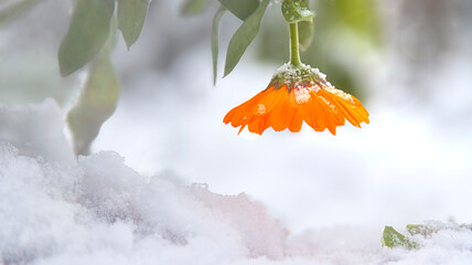 Snow-covered orange flower, winter nature background
