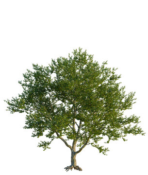 Platanus occidentalis tree front view, transparent background, 4k cutout, isolate, Ancient oak tree with visible roots, strong and old, natural beauty, forest landscape, woodland scene
