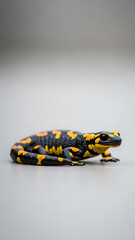 Fototapeta premium Vivid Fire Salamander Featuring Bold Yellow and Black Markings on a Smooth Surface