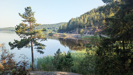 Summer morning view of the tranquil Lake Ladoga in Karelia, with a solitary pine tree framing the calm water, lush forest, and a winding road along the shore