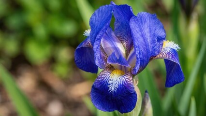 A close-up photograph of a single, vibrant blue iris flower in full bloom, surrounded by lush green foliage.