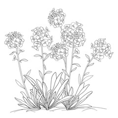 Bunch with outline Alyssum flower with leaf in black isolated on white background. 