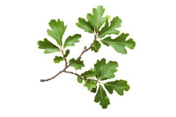 Green Oak Branch with Leaves Isolated on Transparent Background
