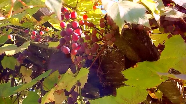 Video of ripe grape bunches on pergola low angle view autumn leaves backlit sunlight natural movement no people ideal for b roll food wine farming and organic themes
