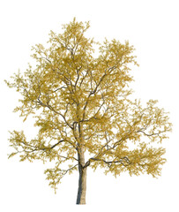 Obraz premium Gleditsia triacanthos tree front view, transparent background, 4k cutout, isolate, Scenic autumn landscape, vibrant foliage, peaceful forest, golden hour, picturesque view