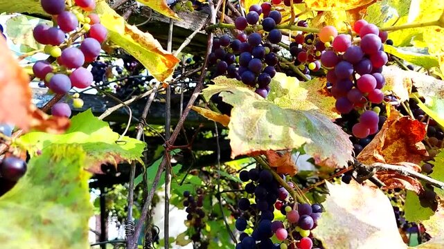 Video of ripe grapes on vine with autumn leaves bright light strong wind shakes foliage natural movement perfect for b roll background and organic farming themes nobody