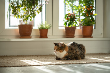 Calm, relaxed tricolor cat with loaf position sitting on jute rug at home. Calico kitty rest on floor surrounded by potted plants (blooming thai basil, chili peppers) on windowsill. Life of pets.  © DimaBerlin