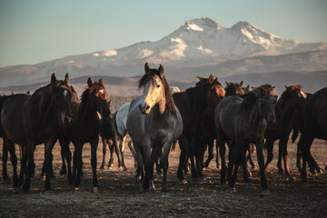 The horses are enjoying the view.