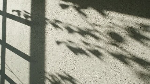Shadows cast by a window and leafy branches create a dynamic, organic pattern on a textured light gray wall, bathed in gentle daylight