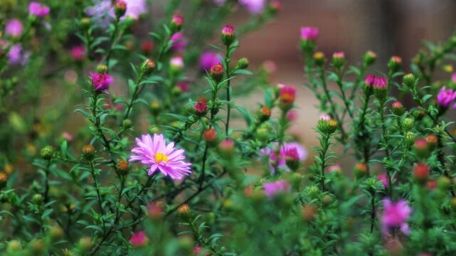 Pink aster alpinus flowers blooming in a lush garden. Large light violet flower with yellow center sway in gentle autumn breeze amid the purple buds and bokeh background. Slow motion. 4K UHD 2160p