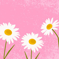 Obraz premium daisies on a pink background