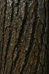 Obraz premium Close up showing deeply grooved wet tree bark. Water droplets and streaks flowing on the dark brown surface