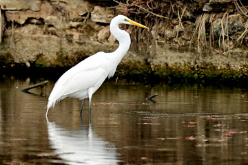 Naklejka premium Egret wading