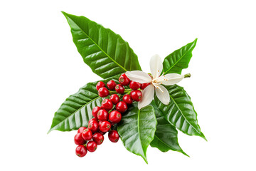 Coffee Plant with Red Berries and White Flower Isolated on Transparent Background