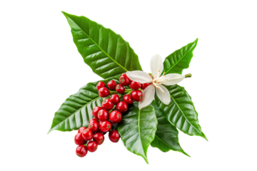 Coffee Plant with Red Berries and White Flower Isolated on Transparent Background