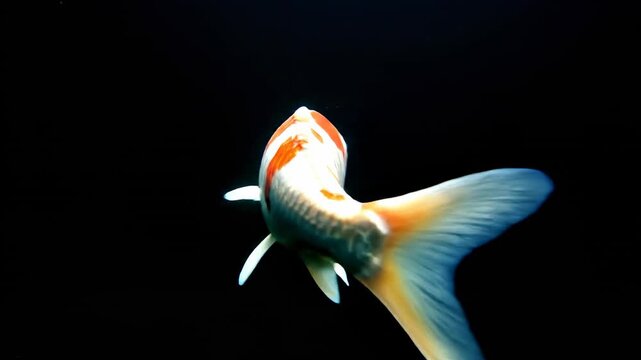 A singular pure white koi fish with striking red spots gently approaches the camera lens then smoothly turns away against a deep featureless black environment wildlife, aquatic life, slow motion