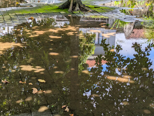 Tranquil Puddle Mirroring Overhanging Tree Branches and a Distant Building on a Wet Paved Path, Capturing a Serene Post-Rain Scene