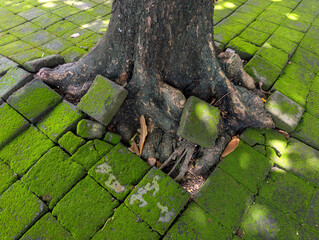 Tree Roots Penetrate Mossy Stone Floors, Forming Natural Patterns