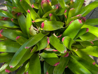 Bright Green Bromeliad Plant with Pink Tips
