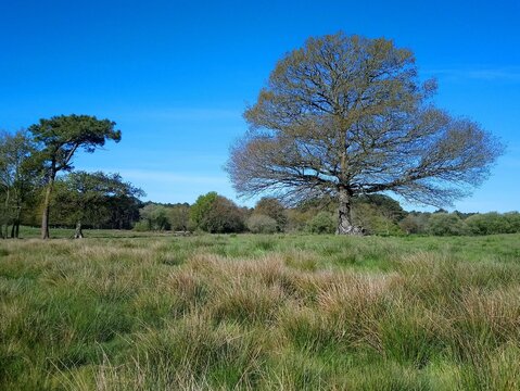Campagne &agrave; Merlevenez, pays de Lorient (Bretagne, Morbihan, France)