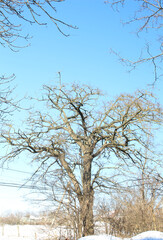 Obraz premium A tree with snow on it