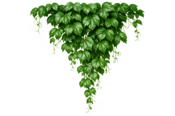 Lush green ivy plant hanging down, creating natural botanical foliage. Transparent background for easy layering