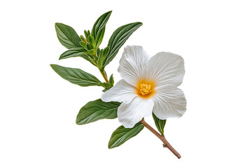 Cistus Ladanifer Flower Plant Isolated on Transparent Background