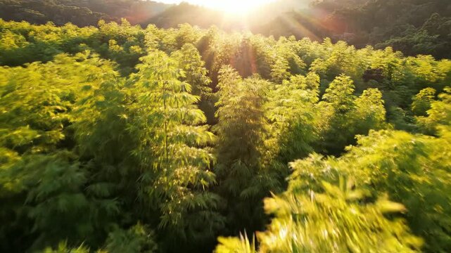 A wide aerial drone shot flying slowly over the vast upper canopy of a huge green bamboo grove rustling softly in the gentle morning wind abstract pattern, zen atmosphere, aerial