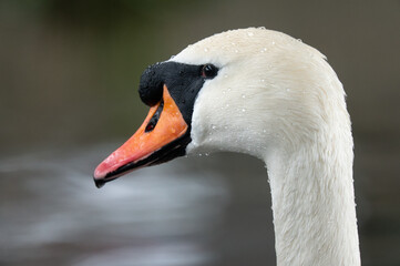 Fototapeta premium Mute swan close-up portrait with water droplets on white feathers