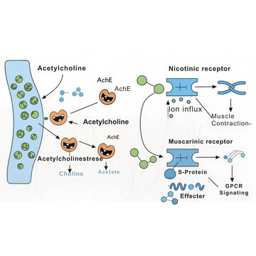 Detailed biochemical diagram illustrates the enzymatic hydrolysis of acetylcholine by acetylcholinesterase acting on synaptic receptors.