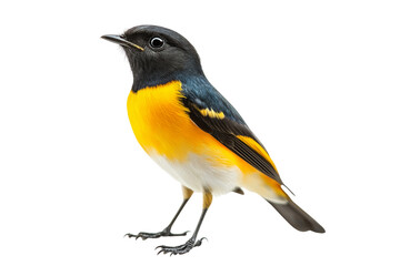 Obraz premium Narcissus Flycatcher Bird Isolated on Transparent Background